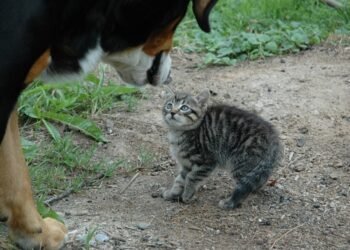 Do Mixed-Breed Pitbull Huskies Get along With Cats