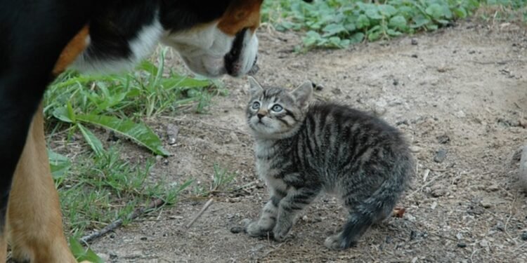 Do Mixed-Breed Pitbull Huskies Get along With Cats