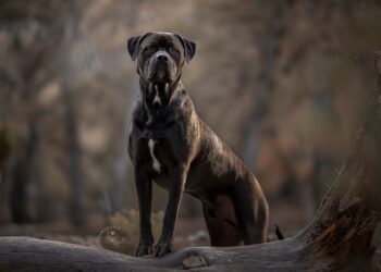 High Number of Mixed Breed Dogs As Pets