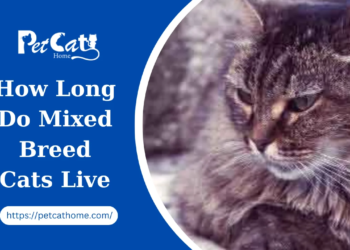 How Long Do Mix-Breed Cats Live on Average
