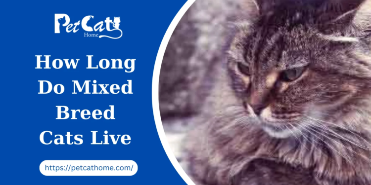 How Long Do Mix-Breed Cats Live on Average