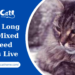 How Long Do Mix-Breed Cats Live on Average