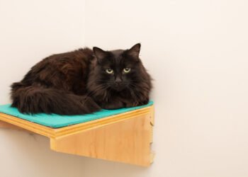 How Long Do Mixed-Breed Maine Coon Cats Live