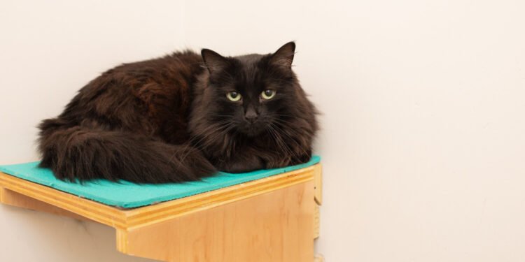 How Long Do Mixed-Breed Maine Coon Cats Live