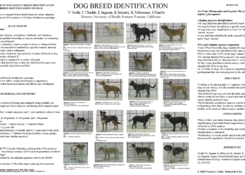 How to Tell Dog Breed Mix