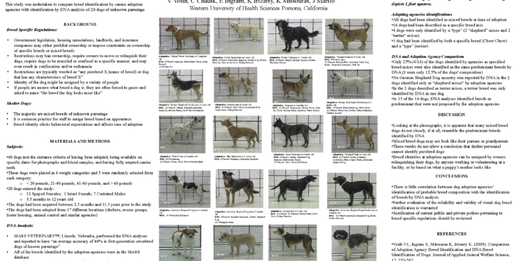 How to Tell Dog Breed Mix