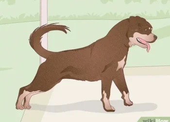 How to Tell What Breed Your Dog is Mixed With