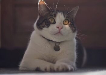 Is a Tabby Cat a Mixed Breed