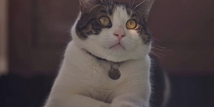 Is a Tabby Cat a Mixed Breed