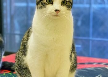 Is a Tabby Cat Mixed Breed