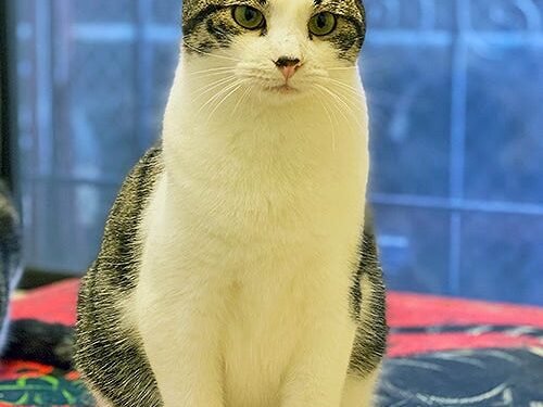 Is a Tabby Cat Mixed Breed