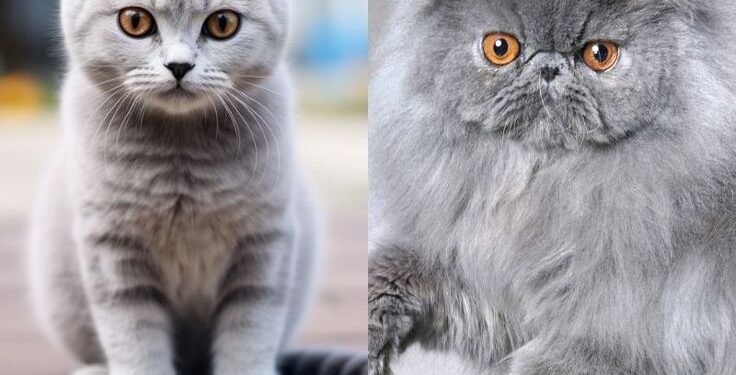 Is Sh Mix of a Cat Breed