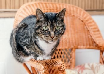 Is There a Mixed Breed of Domestic And Wild Cat