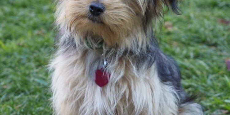 Mixed Breed Pet for Free Adoption