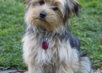 Mixed Breed Pets for Free Adoption