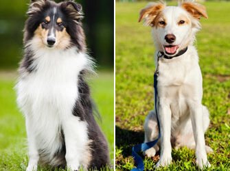 Mixed-Breed Pets Live Longer Than Purebreds