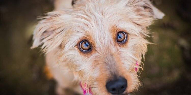 Pet Insurance for Mixed-Breed Dogs