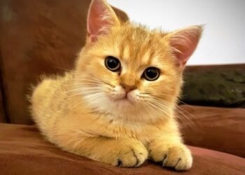 What are Mixed-Breed Cats Called