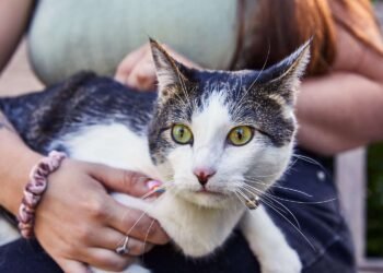 What Breed is My Mixed Cat