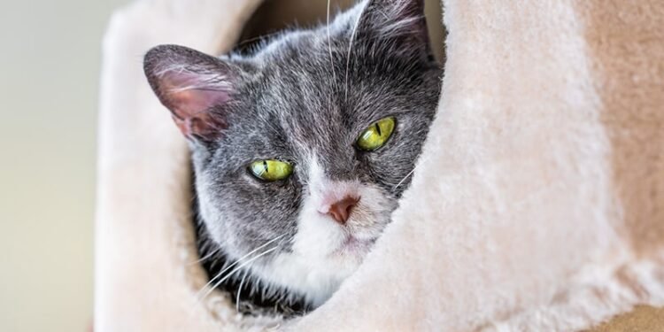 What Breed Mix is My Cat