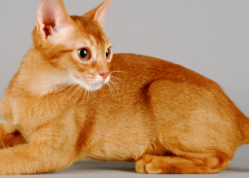 What Breed Mix of a Cat Involves an Abyssinian Breeder