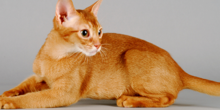 What Breed Mix of a Cat Involves an Abyssinian Breeder