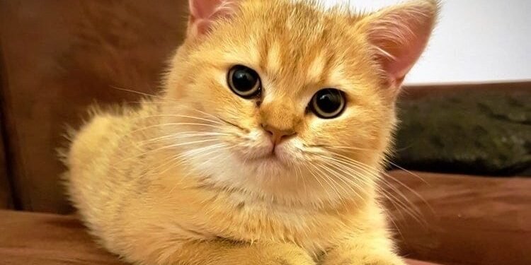 What Do You Call a Mixed-Breed Cat